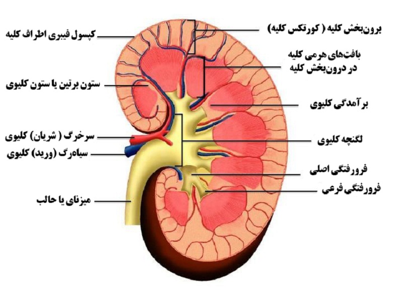 ساختار و عملکرد کلیه